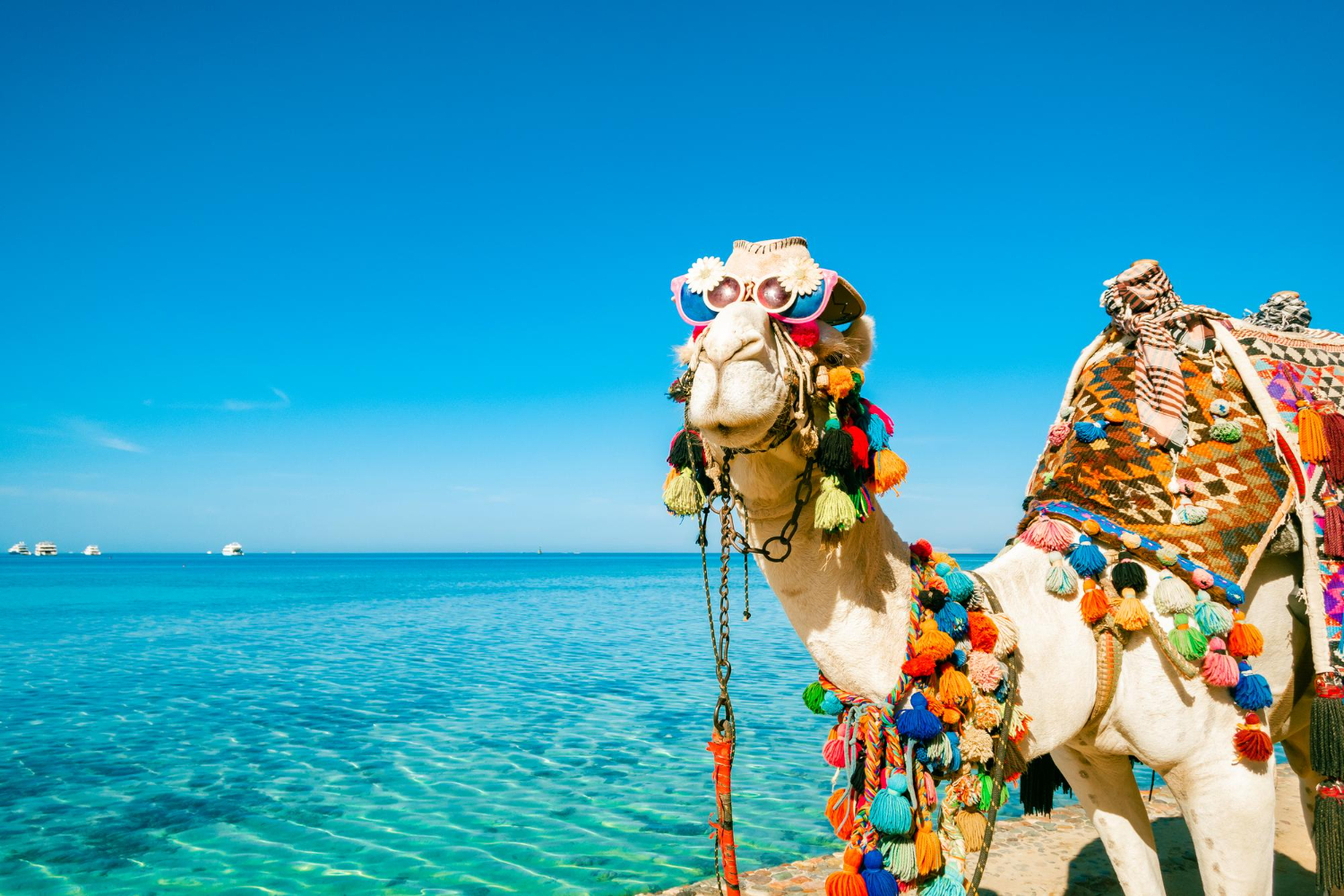 Camel ride in Hurghada across desert dunes and Red Sea coast like a true Bedouin