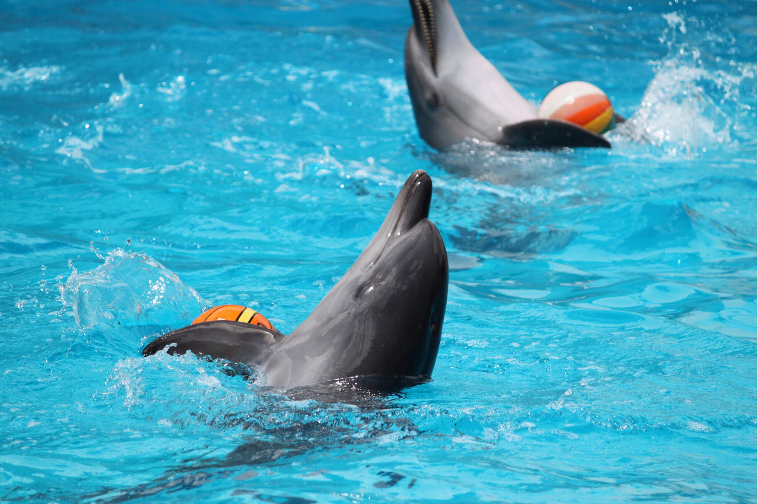 Live dolphin and walrus show at Dolphin World Hurghada – family-friendly entertainment with hotel pickup