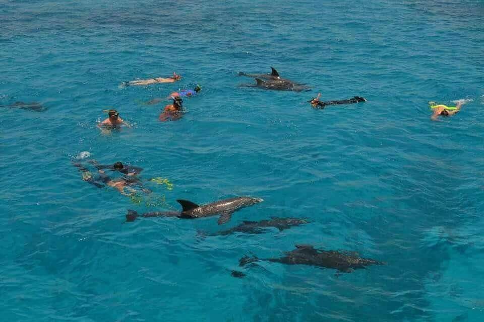 Snorkeling with wild dolphins at Dolphin House near Hurghada – Red Sea boat tour from Makadi or Hurghada